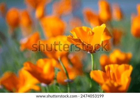 Foto Bild Goldmohn / kalifornischer Mohn / Schlafmützchen / Eschscholzia californica