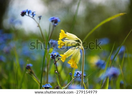 Blossom cowslip close up with blue forget-me-not flowers in spring.