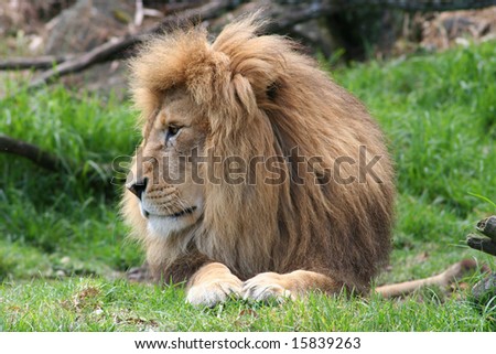 Lion, side view