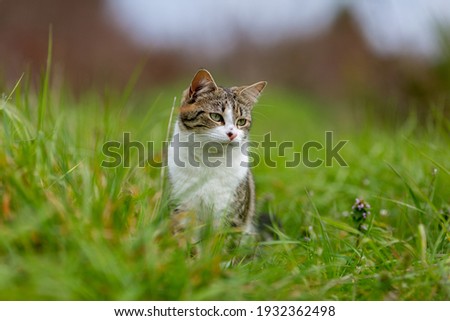 Similar – Image, Stock Photo white tabby cat with ear notch outside in the forest