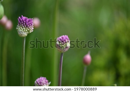 Similar – Image, Stock Photo Pink ornamental garlic with drops of water