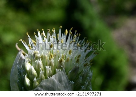 Similar – Foto Bild Zierlauchblüte verblüht,  Nahaufnahme