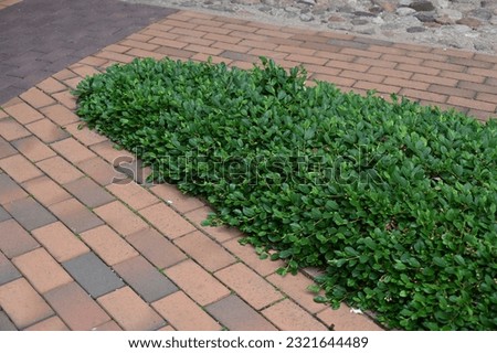 Image, Stock Photo green Plant stones clinker