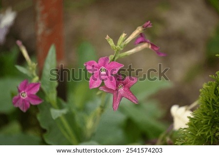 Similar – Image, Stock Photo The last cigar in the skeleton