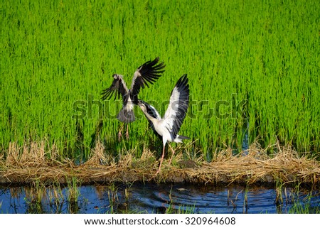 ?Egrets fly in the rie field, morning time in Nonthaburi, Thailand / Egrets fly in the field