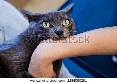 Similar – Image, Stock Photo Aggressive cat playing with a feather toy