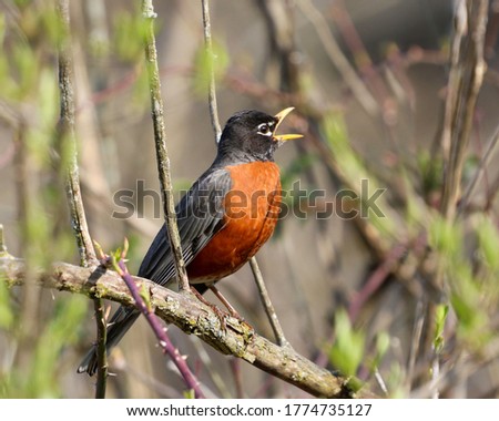 Similar – Image, Stock Photo Robin in a tree