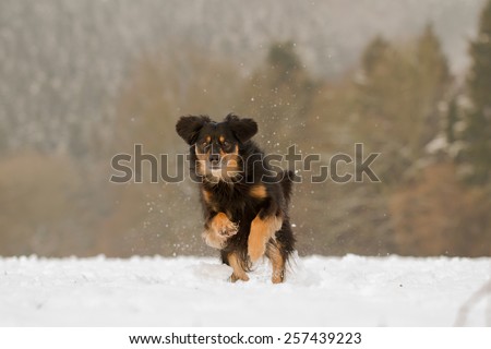 A dog jumping full of joy through the snow