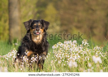 A dog sits in a flower meadow and looks into the camera