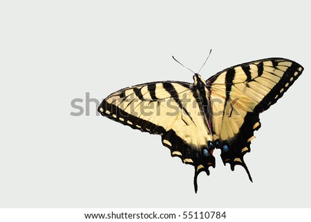 Eastern Tiger Swallowtail Butterfly Isolated