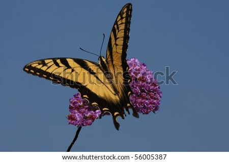 Eastern Tiger Swallowtail Butterfly (Papilio glaucus)
