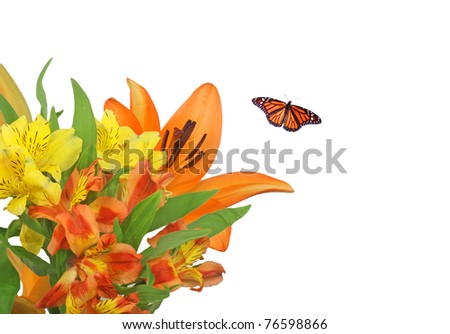 Bright Yellow and Orange Lillies with Monarch Butterfly on White Background
