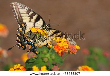 Eastern Tiger Swallowtail Butterfly Glaucus papilio