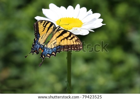 Eastern Tiger Swallowtail Butterfly on a Daisy