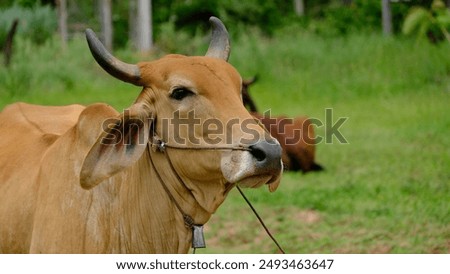 Similar – Image, Stock Photo Calm brown cow in stable in bright sunlight