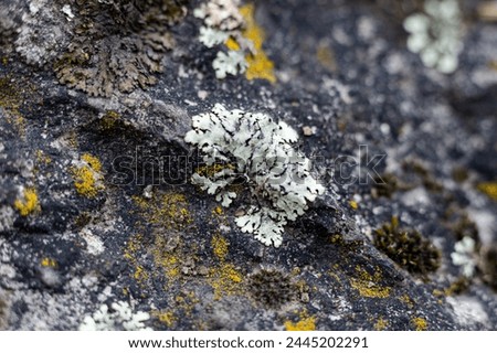 Similar – Image, Stock Photo green Plant stones clinker