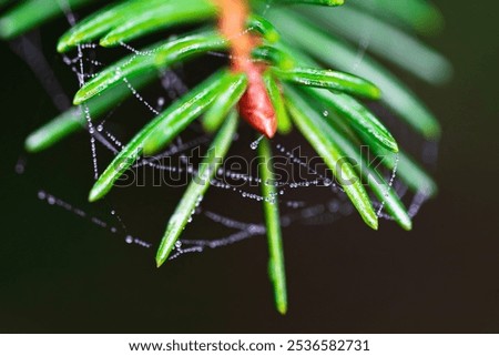 Similar – Image, Stock Photo Conifer branch with raindrops