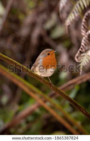 Similar – Image, Stock Photo Robin in the Azores