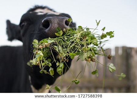 Similar – Image, Stock Photo Cow feeding on green grass near beautiful castle