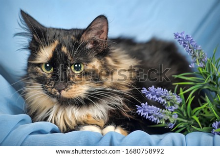 Similar – Image, Stock Photo Three colored cat lying on wooden bench