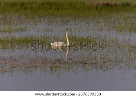 Similar – Image, Stock Photo Graceful swan swimming on lake