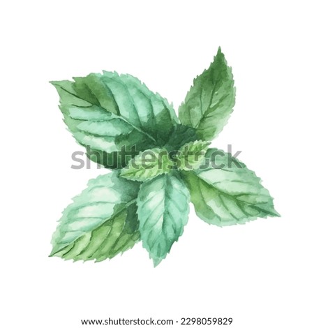 Watercolor sketch of mint. Vector illustration peppermint green leaves