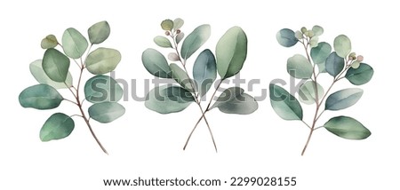 Watercolor vector branch with green eucalyptus leaves silver dollar tree leaves. Botanical set