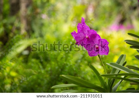 Deep purple orchid in green background