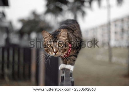 Similar – Foto Bild Katze balanciert auf einem Zaun im Garten