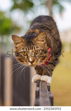 Similar – Foto Bild Katze balanciert auf einem Zaun im Garten