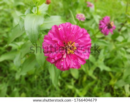Zinnia is a genus of plants of the sunflower tribes within the daisy family. They are native to scrub and dry grassland in an area stretching from the southwestern U.S to SA, with a center of diversit Foto d'archivio © 