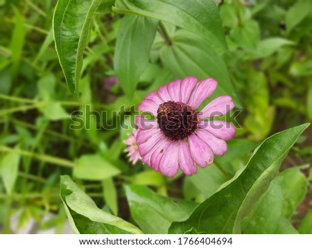 Zinnia is a genus of plants of the sunflower tribes within the daisy family. They are native to scrub and dry grassland in an area stretching from the southwestern U.S to SA, with a center of diversit Foto d'archivio © 