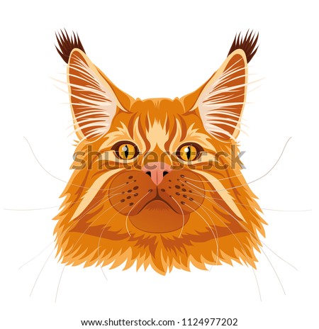 Male red solid maine coon cat with beautiful brushes on the ears with curious serious look. Vector illustration. Isolated.