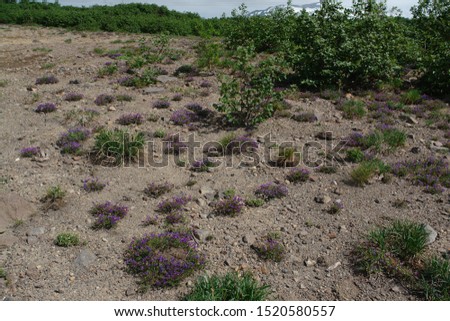 A low-growing compact cushions of blooming plants of locoweeds (Oxytropis revoluta), growing on rocky ground of Vilyuchinsky pass (area of Gorely volcano) Foto stock © 