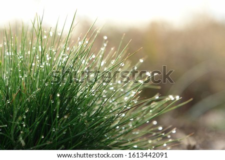 Image, Stock Photo Dewdrops in the tuft of grass