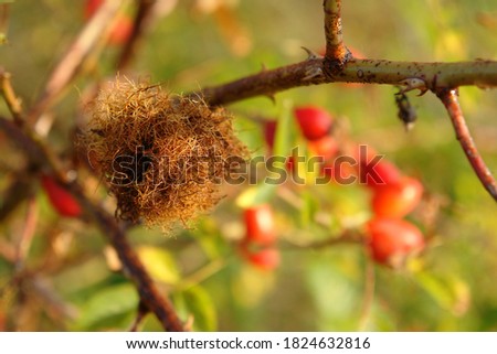 Similar – Foto Bild Einfach moosig Natur