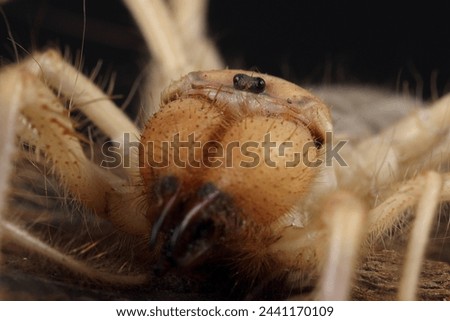 Similar – Foto Bild Spinne inmitten eines Spinnennetzes im Wald an einem bedeckten Tag