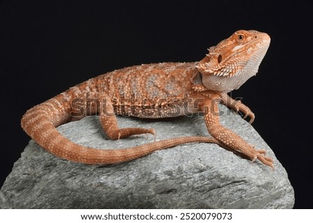 Similar – Image, Stock Photo bearded dragons Nature