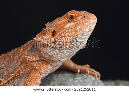 Similar – Image, Stock Photo bearded dragons Nature