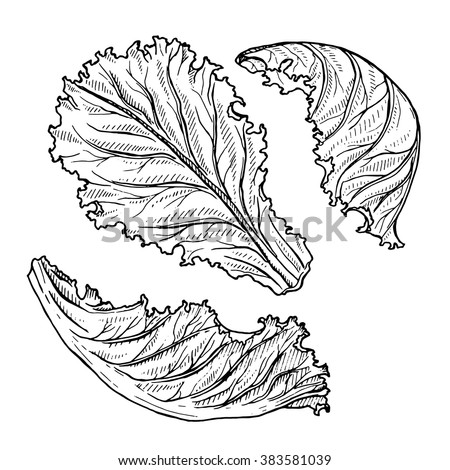  Vector sketch of lettuce isolated on a white, hand drawn illustration