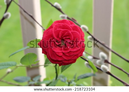 Red Victory Rose