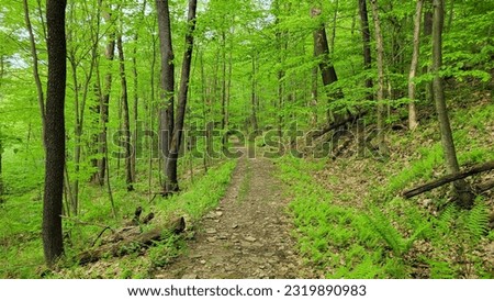 Similar – Image, Stock Photo running forest Environment