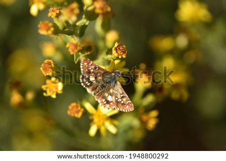 Isolated specimen of Dingy skipper (Erynnis tages), a butterfly of the family Hesperiidae, photographed on yellow flowers and natural bokeh background. Photo stock © 