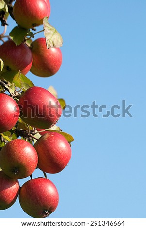 Apple Tree with mellow fruits