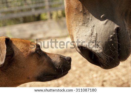 dog meet horse