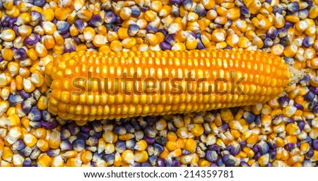 yellow and violet seed corn
