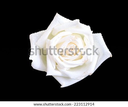 white rose clipping path