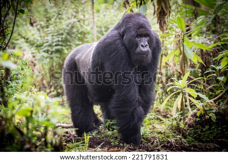 A male silverback mountain gorilla in the Volcanoes National Park, Rweanda