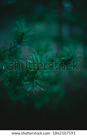 Similar – Image, Stock Photo Fir needles with morning dew