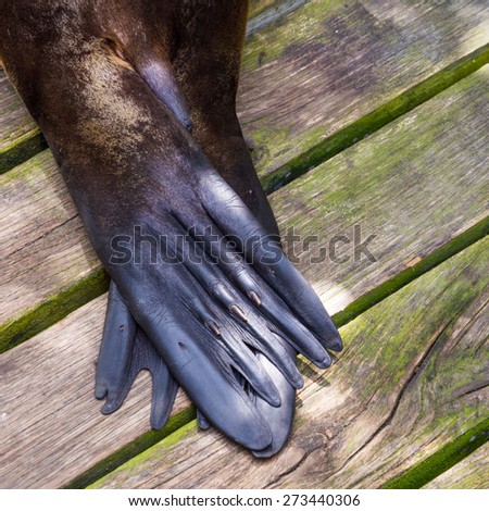 Sea Lion tail/back legs on a wooden background. Close up. Square format. Photo taken on Isla Isabela, Galapagos. Wooden boards located diagonally.
